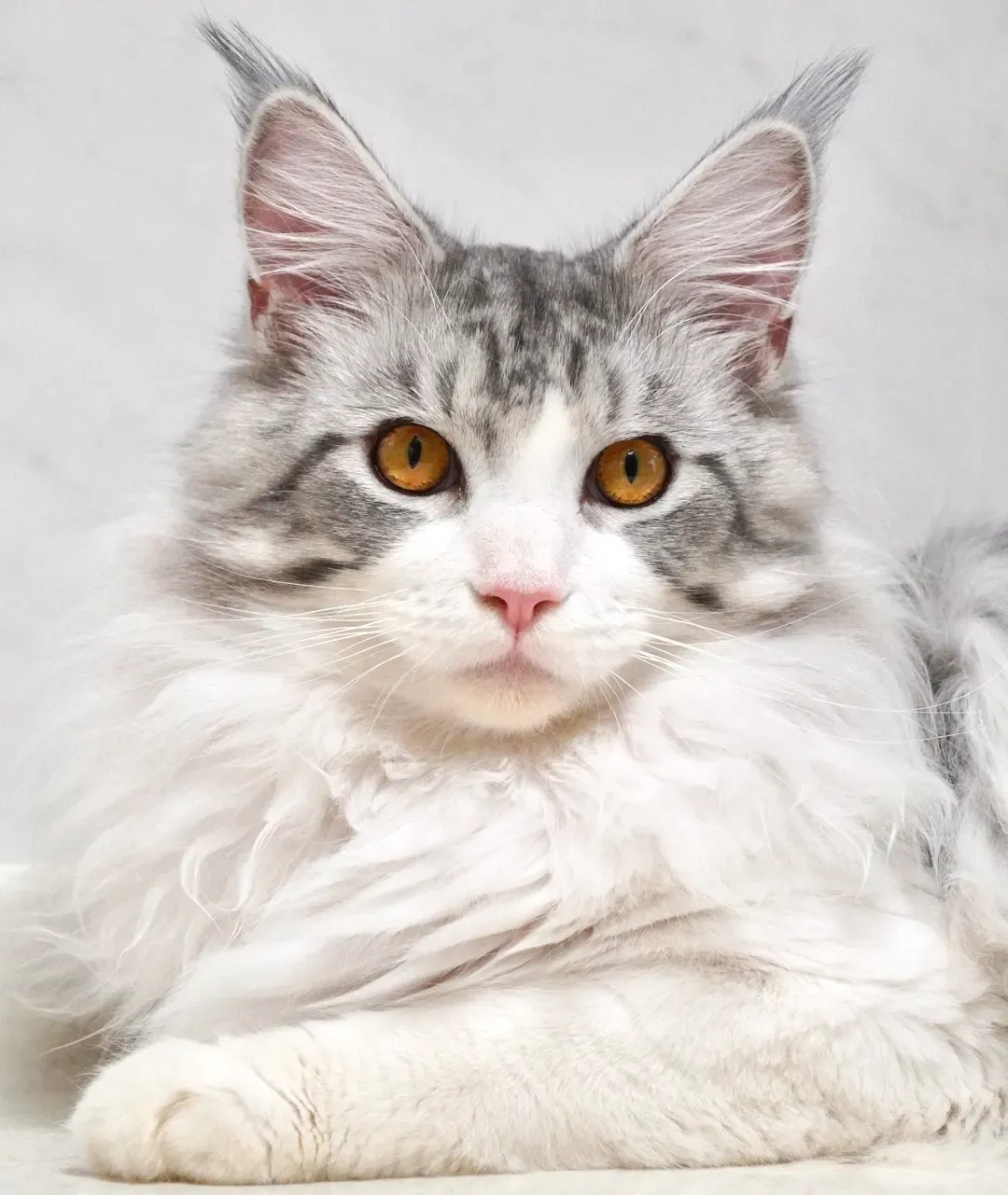 猫 ブリーダー メインクーン 信頼できる出会いを！失敗しない選び方完全ガイド